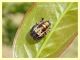 prob. Adalia bipunctata su Melograno - Anzio 20.6.2021 - (3).JPG
