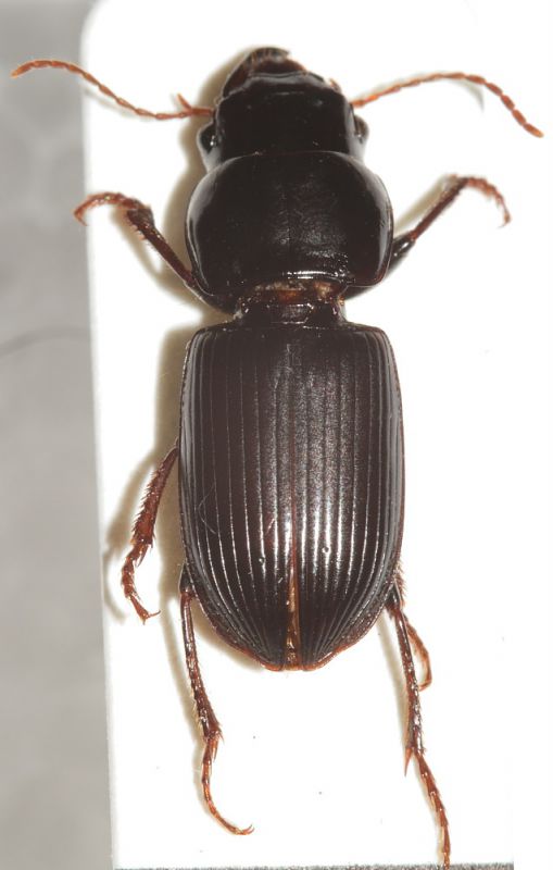 Carabidae ID6.JPG