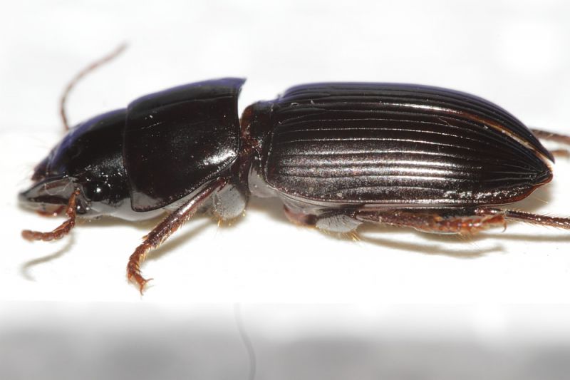 Carabidae ID8.JPG