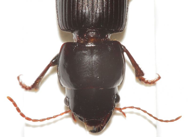 Carabidae ID10.JPG