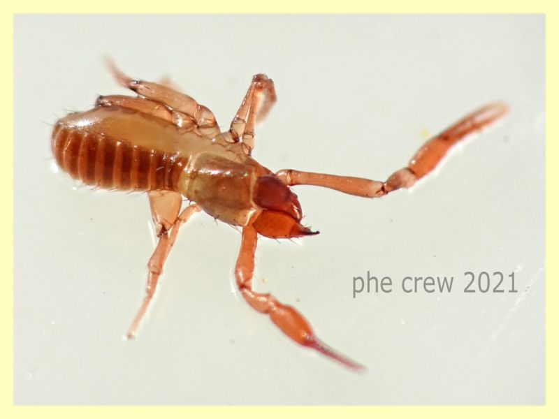 Chthoniidae corpo 2 mm. - Anzio 20.6.2021 - (3).JPG