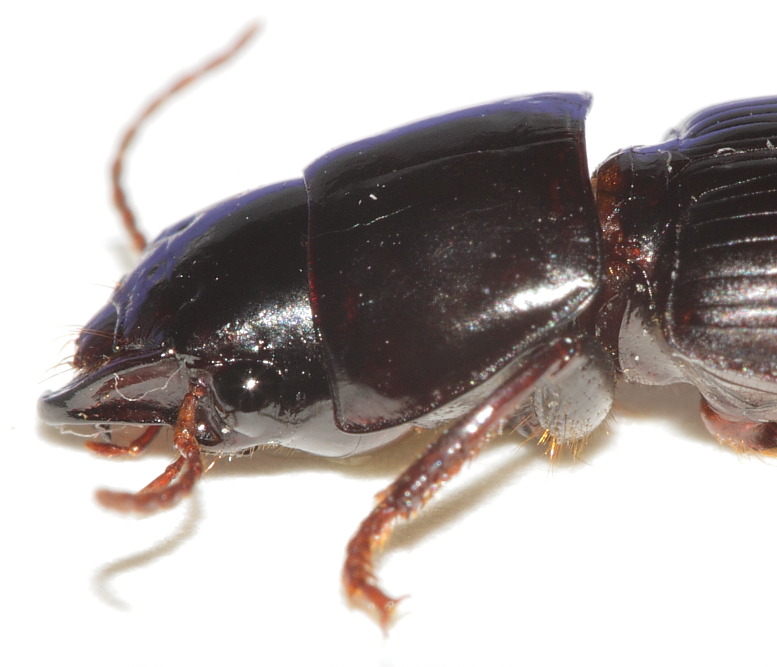 Carabidae ID7.JPG