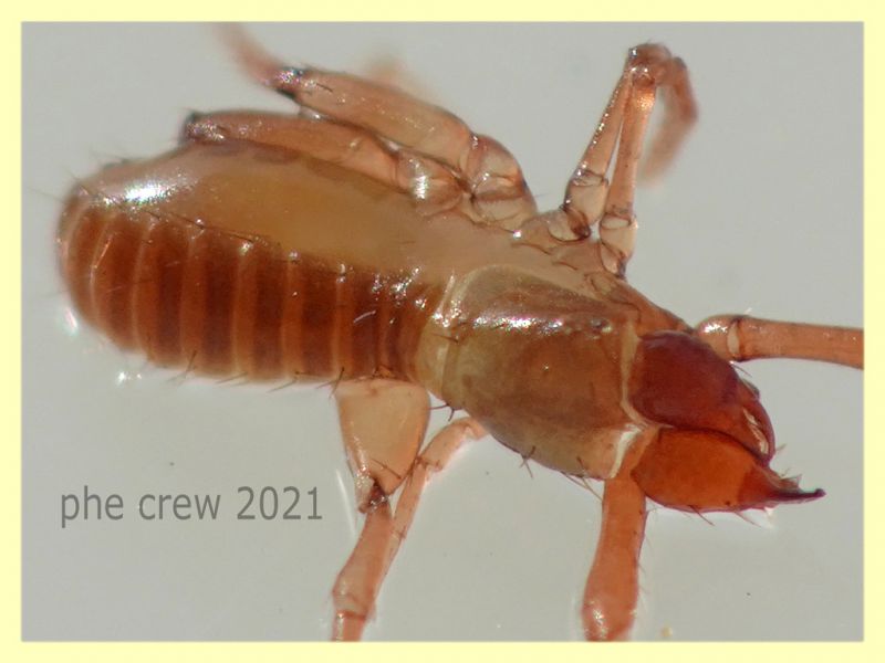 Chthoniidae corpo 2 mm. - Anzio 20.6.2021 - (4).JPG