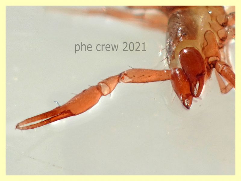 Chthoniidae corpo 2 mm. - Anzio 20.6.2021 - (1).JPG