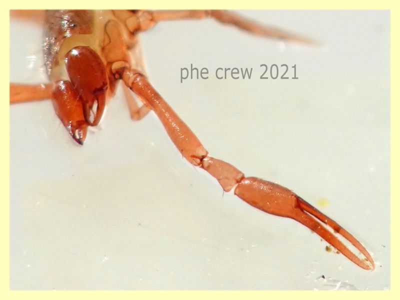 Chthoniidae corpo 2 mm. - Anzio 20.6.2021 - (2).JPG