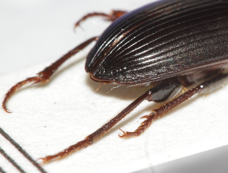 Carabidae ID9.JPG