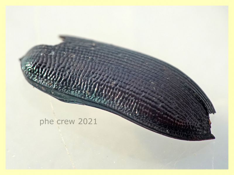 elitra prob. Calosoma 10 mm. - Anzio 20.6.2021 - (1).JPG