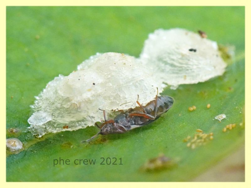 Anthocoridae in ooteca di Glycaspis brimblecombei - Anzio 20.6.2021 - (2).JPG