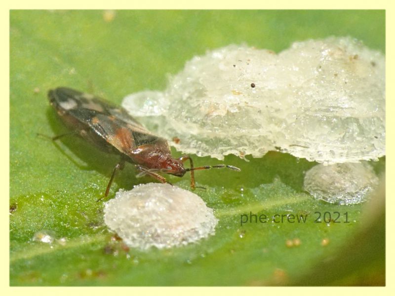 Anthocoridae in ooteca di Glycaspis brimblecombei - Anzio 20.6.2021 - (7).JPG
