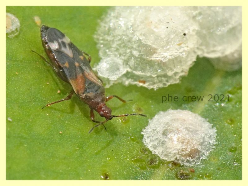 Anthocoridae in ooteca di Glycaspis brimblecombei - Anzio 20.6.2021 - (8).JPG