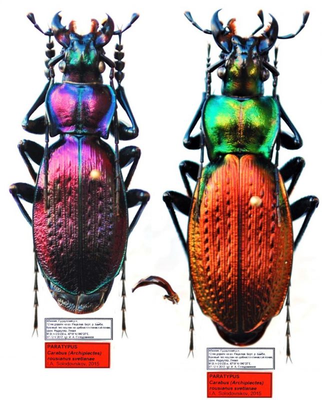 Carabus (Archiplectes) rousianus svetlanae I.A. Solodovnikov , 2015.JPG