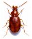 Porotachys bisulcatus (Nicolai, 1822).jpg