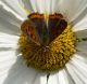 Lycaena phlaeas.JPG