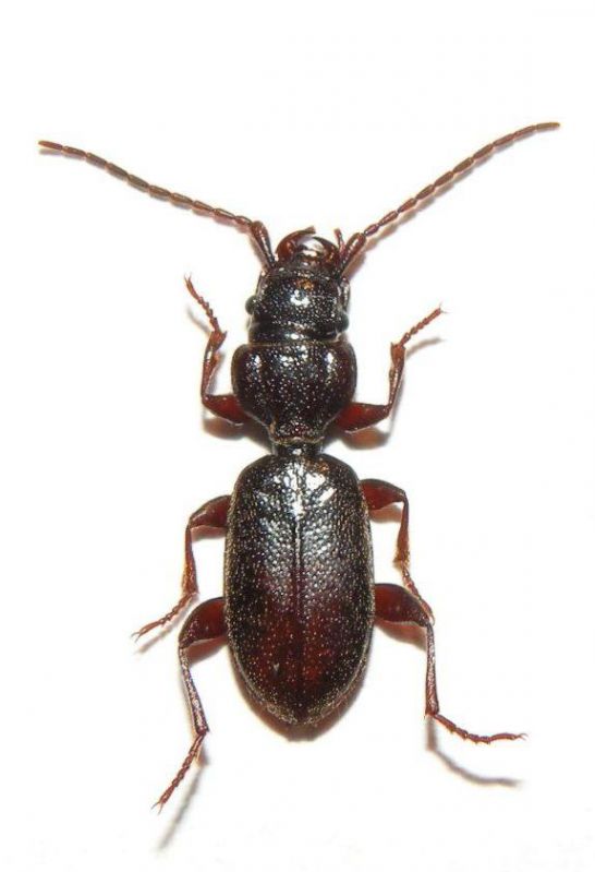 Montenegro-Carabidae[2].jpg