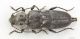 Hylotrupes bajulus IMG_5578.JPG