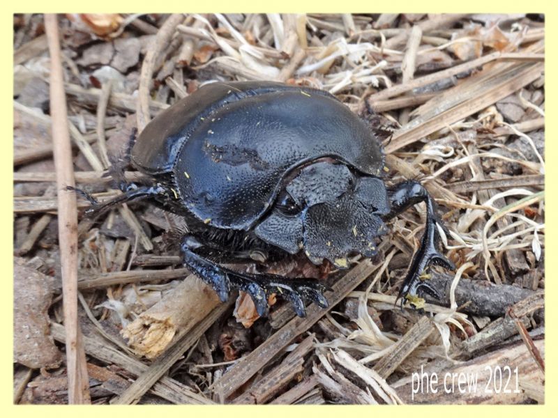 Scarabaeus sp. - tenuta san rossore - Pisa dal 28.6 al 2.7.2021 - (5).JPG