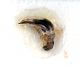 Comb3300-15zL3cr.jpg