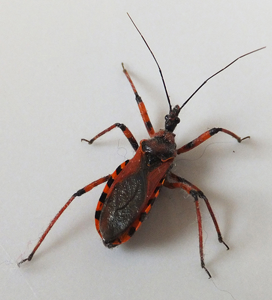 Rhynocoris_iracundus_Piazzo_02.jpg