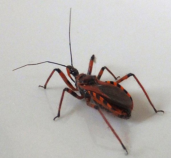 Rhynocoris_iracundus_Piazzo_07.jpg