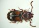 Laemophloeus1 4mm.JPG