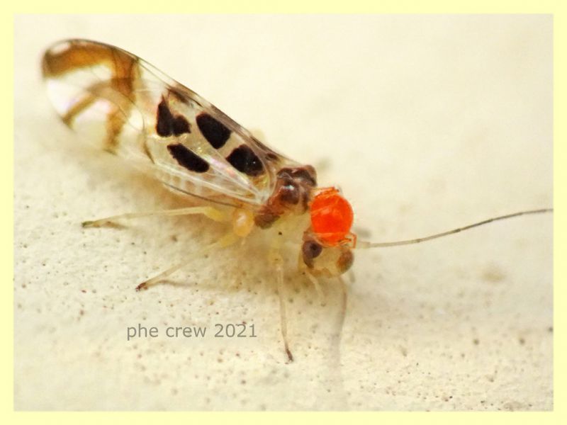 Stenopsocidae Graphopsocus cruciatus con Acaro - Orvieto - Terni - 28.6.2021 - (4).JPG