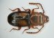 Laemophloeus2 4mm.JPG