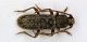 Trichoferus2 11mm.JPG