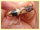 Phoracantha sotto corteccia Eucalipto - Selcetta RM - 8.7.2021 - (1).JPG