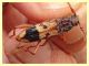 Phoracantha sotto corteccia Eucalipto - Selcetta RM - 8.7.2021 - (2).JPG