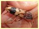 Phoracantha sotto corteccia Eucalipto - Selcetta RM - 8.7.2021 - (3).JPG