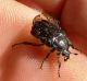 laconi acquafridda 094.JPG