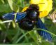 Xylocopa-violacea-La-Pintura-09-06-2021-1-patic.jpg