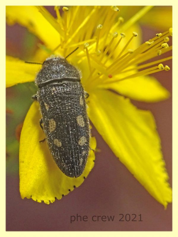 Acmaeodera bipunctata - tenuta san rossore - Pisa - dal 28.6. al 2.7.2021 - (2).JPG