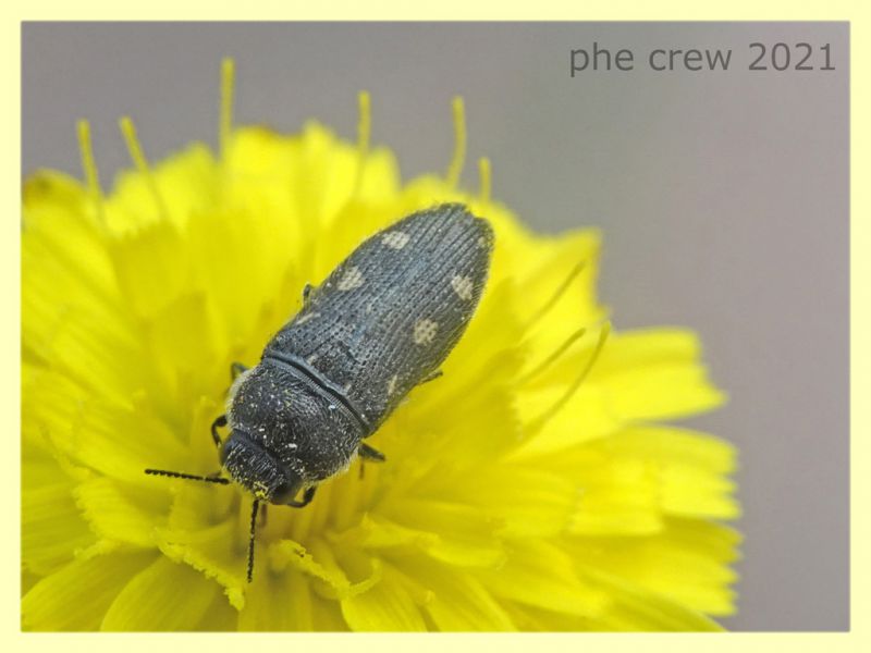 Acmaeodera bipunctata - tenuta san rossore - Pisa - dal 28.6. al 2.7.2021 - (5).JPG