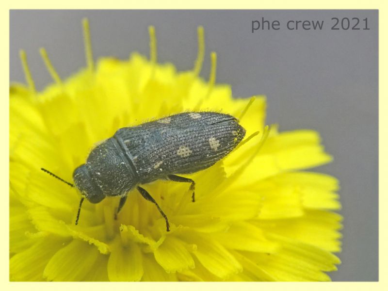 Acmaeodera bipunctata - tenuta san rossore - Pisa - dal 28.6. al 2.7.2021 - (7).JPG