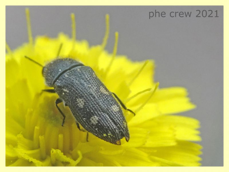 Acmaeodera bipunctata - tenuta san rossore - Pisa - dal 28.6. al 2.7.2021 - (9).JPG