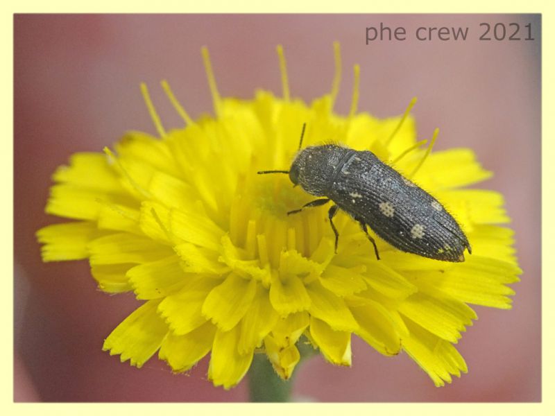 Acmaeodera bipunctata - tenuta san rossore - Pisa - dal 28.6. al 2.7.2021 - (10).JPG