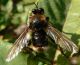 asilidae (3).JPG