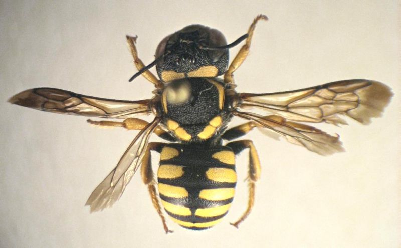 megachilidae habitus.jpg