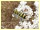 Chlorophorus varius - Torricola RM - 12.7.2021 - (3).JPG