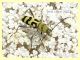 Chlorophorus varius - Torricola RM - 12.7.2021 - (1).JPG