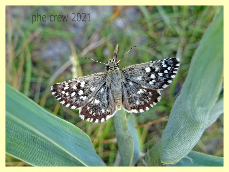 Hesperidae - tenuta san rossore - Pisa dal 28.6 al 2.7.2021 - (1).JPG