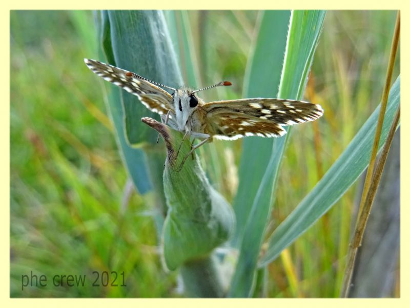 Hesperidae - tenuta san rossore - Pisa dal 28.6 al 2.7.2021 - (2).JPG