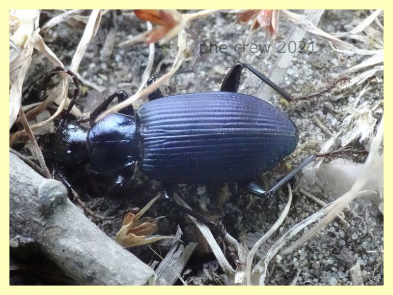 Carabidae ad occhio 15 mm. - tenuta san rossore - Pisa dal 28.6. al 2.7.2021 - (2).JPG