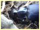 Carabidae ad occhio 15 mm. - tenuta san rossore - Pisa dal 28.6. al 2.7.2021 - (4).JPG