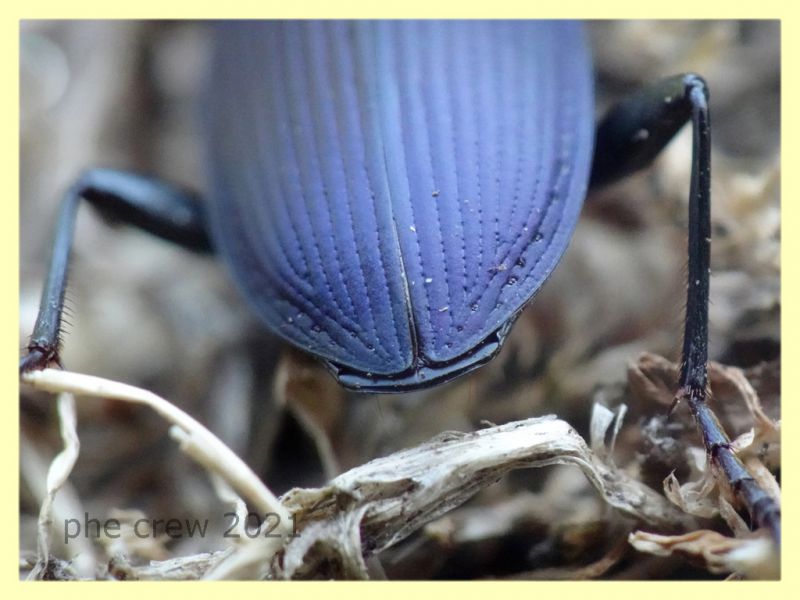 Carabidae ad occhio 15 mm. - tenuta san rossore - Pisa dal 28.6. al 2.7.2021 - (6).JPG