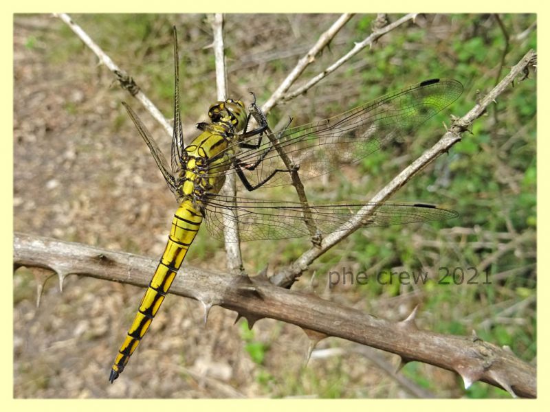 Libellula gialla - tenuta san rossore -  Pisa - dal 28.6. al 2.7.2021 - (1).JPG