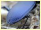 Carabidae ad occhio 15 mm. - tenuta san rossore - Pisa dal 28.6. al 2.7.2021 - (7).JPG