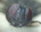 Bomb head front.JPG