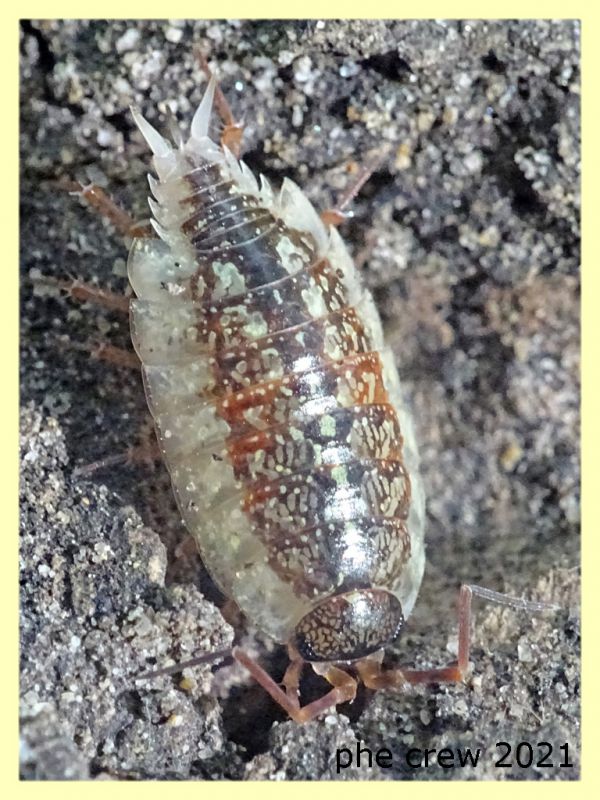 Porcellionidae - tenuta san rossore  - Pisa dal 28.6 al 2.7.2021 -.JPG